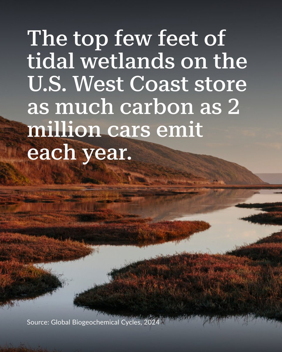 pewenvironment's tweet photo. Tidal wetlands on the west coast also:
🛡Protect coastal communities
🐟Provide wildlife habitat
📈Boost local economies
📜Hold cultural significance for Tribal Nations
https://t.co/s5Jl9jZ5rr
@NOAADigCoast #NERR
📸 Mint Images/Getty Images https://t.co/0hKGmMWEbc
