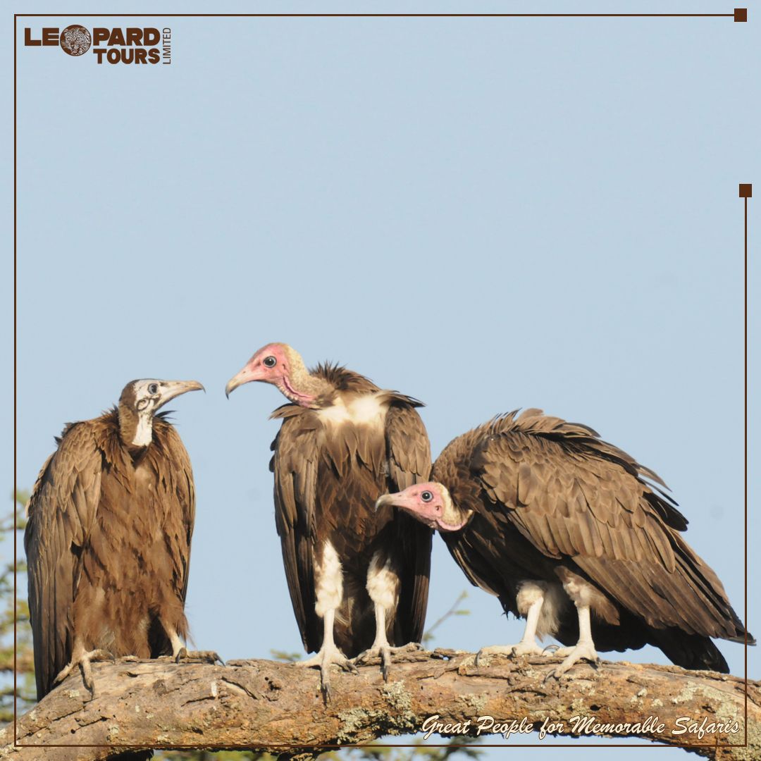 Leopard Tours Ltd tweet media