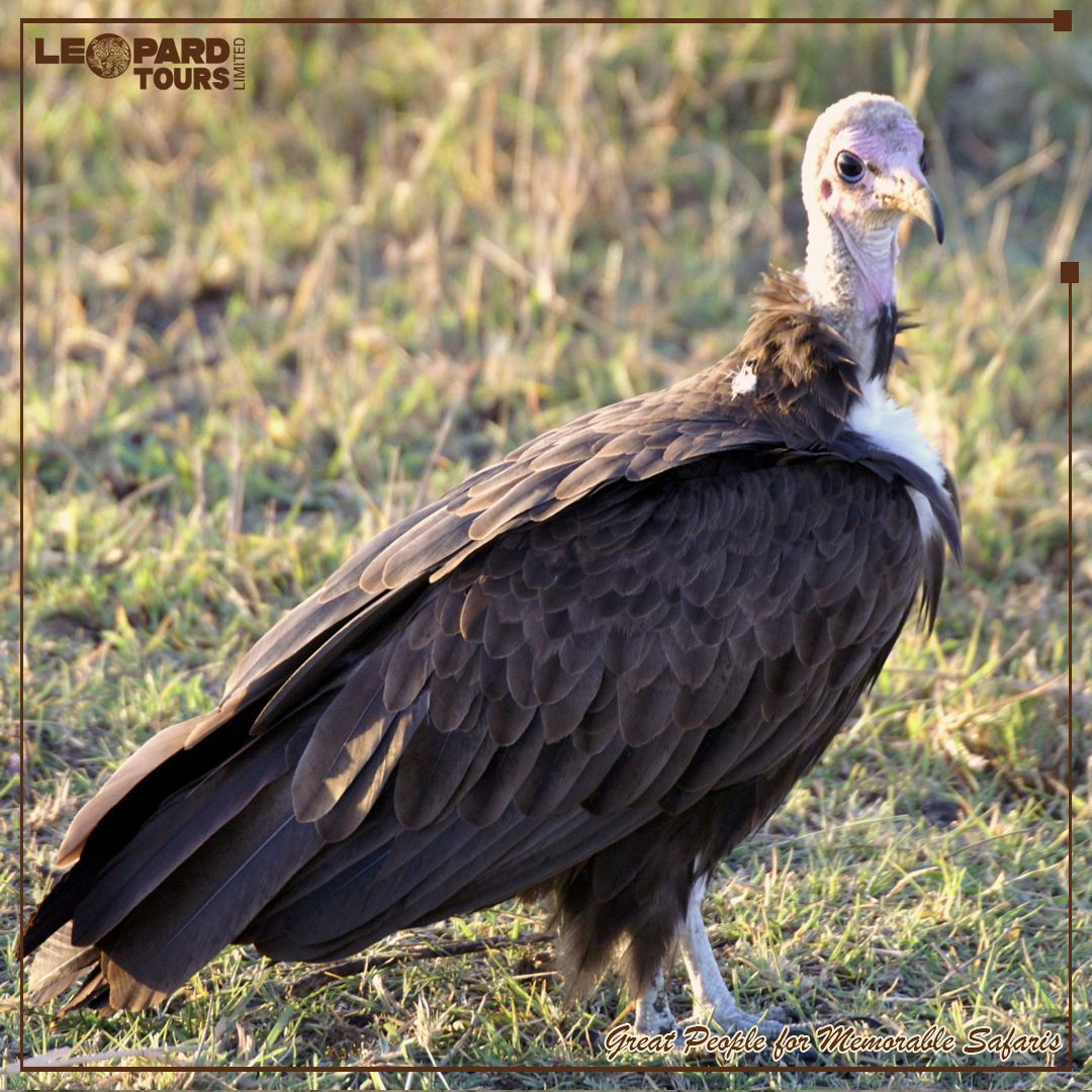 Leopard Tours Ltd tweet media