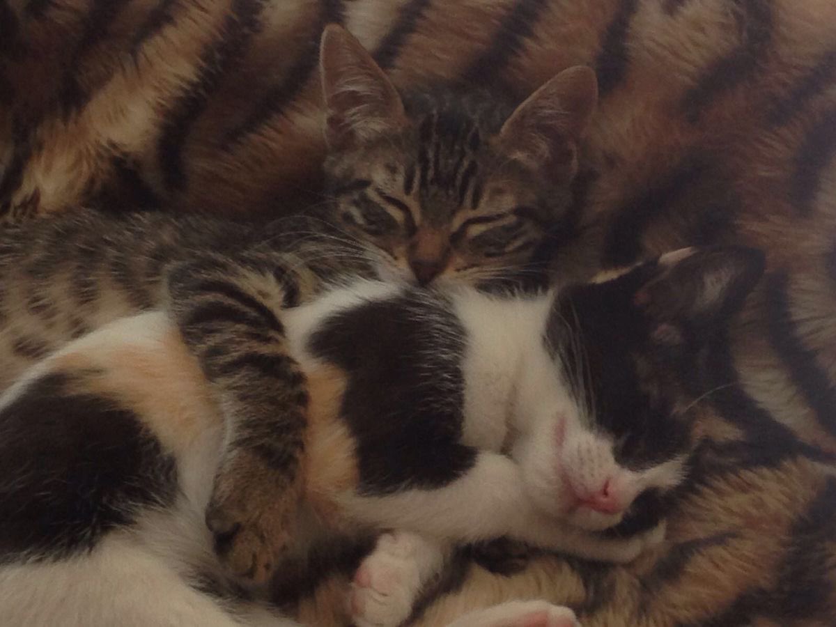 Kitty archives ♡ (@puppierz) on Twitter photo 