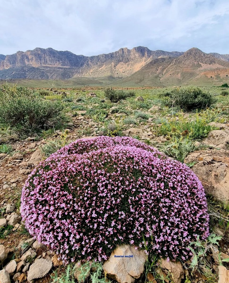 TheLastFarm's tweet photo. Down with American imperialism, up with Iranian flora https://t.co/sDsZBiYEeS