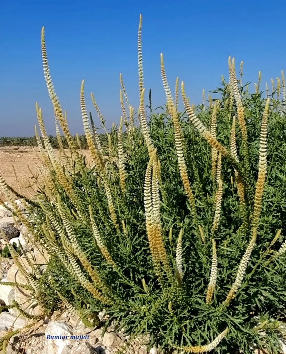 TheLastFarm's tweet photo. Down with American imperialism, up with Iranian flora https://t.co/sDsZBiYEeS