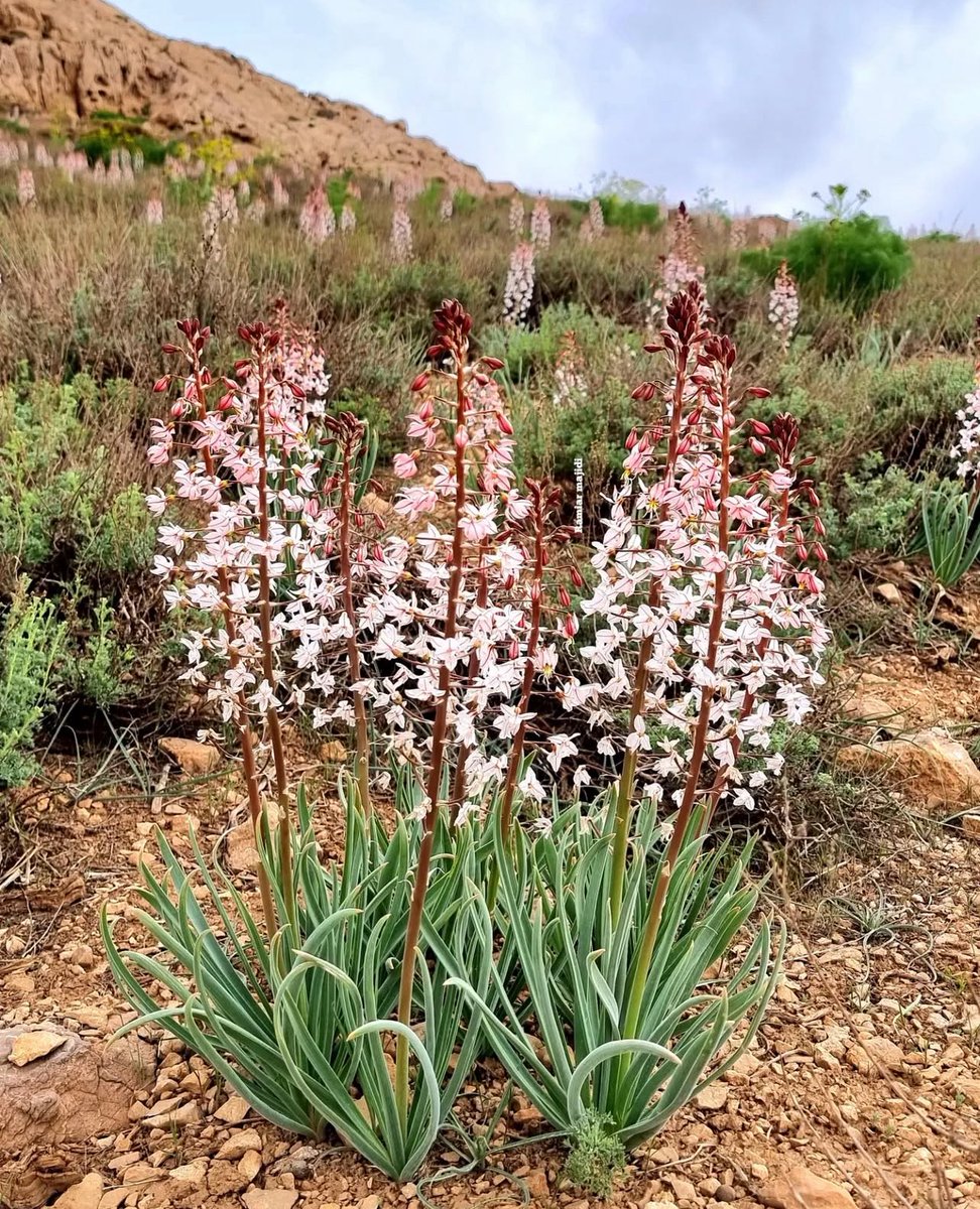 TheLastFarm's tweet photo. Down with American imperialism, up with Iranian flora https://t.co/sDsZBiYEeS