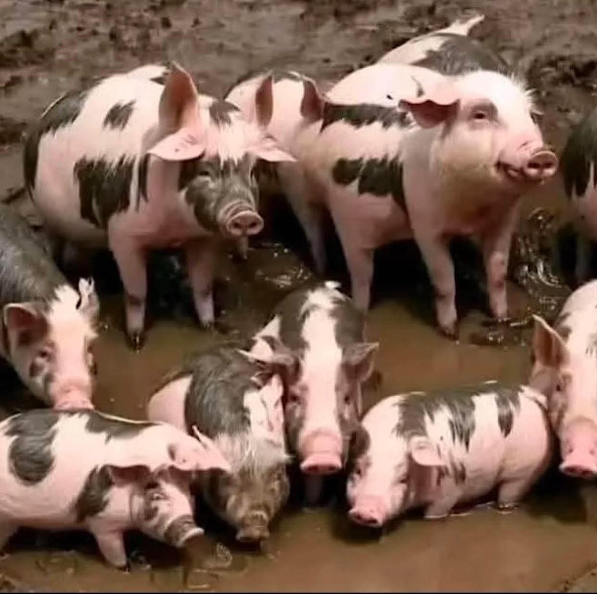 הרעל של ישראל