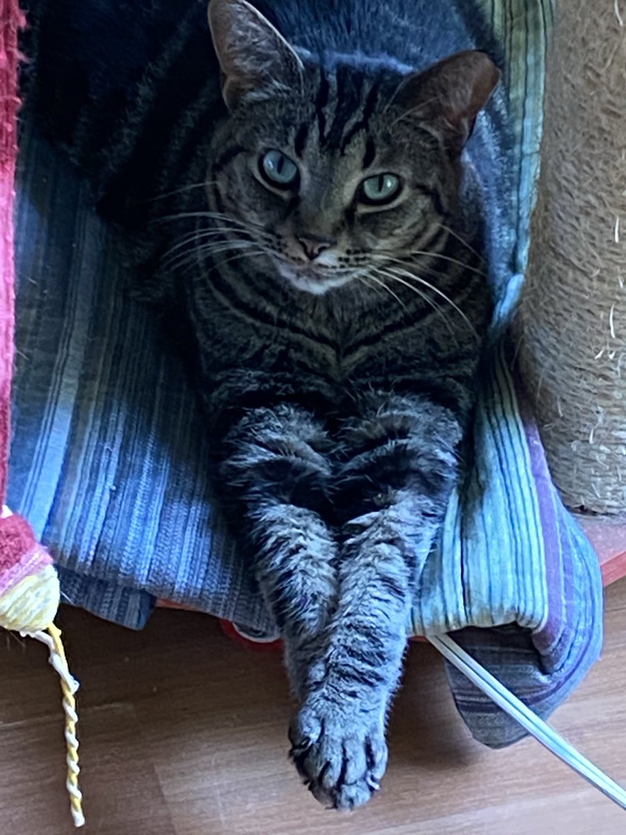 I went to the other platform but it’s looking like most people stayed here? I don’t have the bandwidth in me head to try to run two accounts. Ugh.