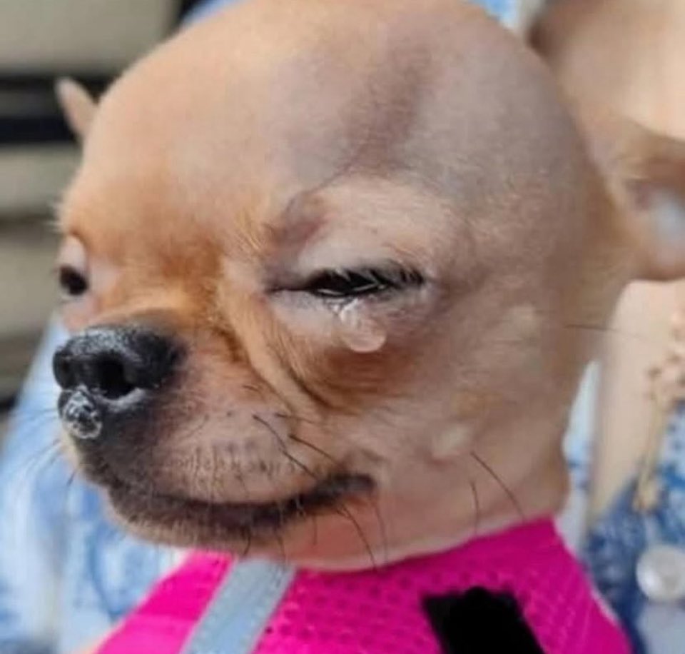 super_nutris's tweet photo. Cuando terminé mi carrera con la esperanza de hacerme millonario y me doy cuenta que no hay trabajo 🥺 https://t.co/VBpYKUMmEY