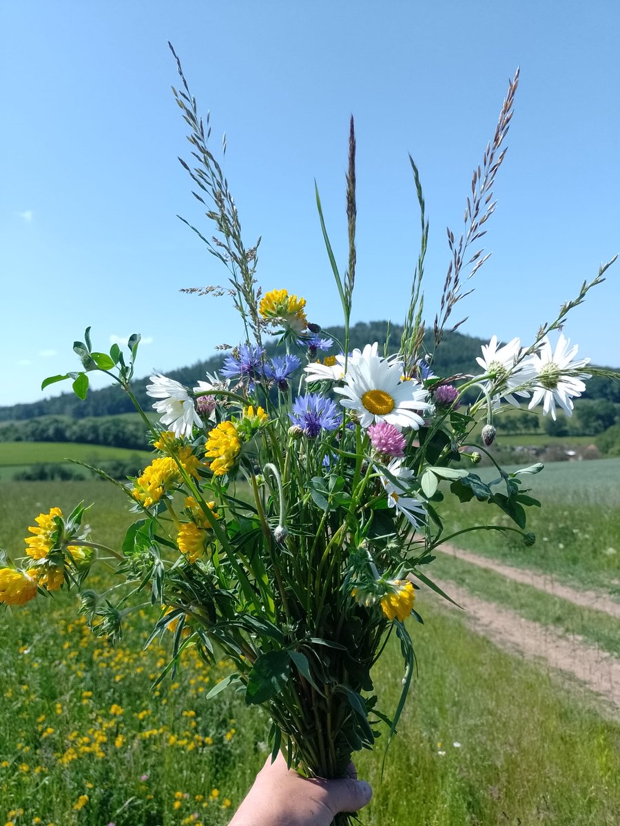 peteraposjme's tweet image. Květnatá louka z kvalitního osiva.