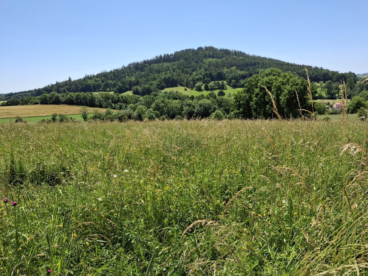 peteraposjme's tweet image. Květnatá louka z kvalitního osiva.