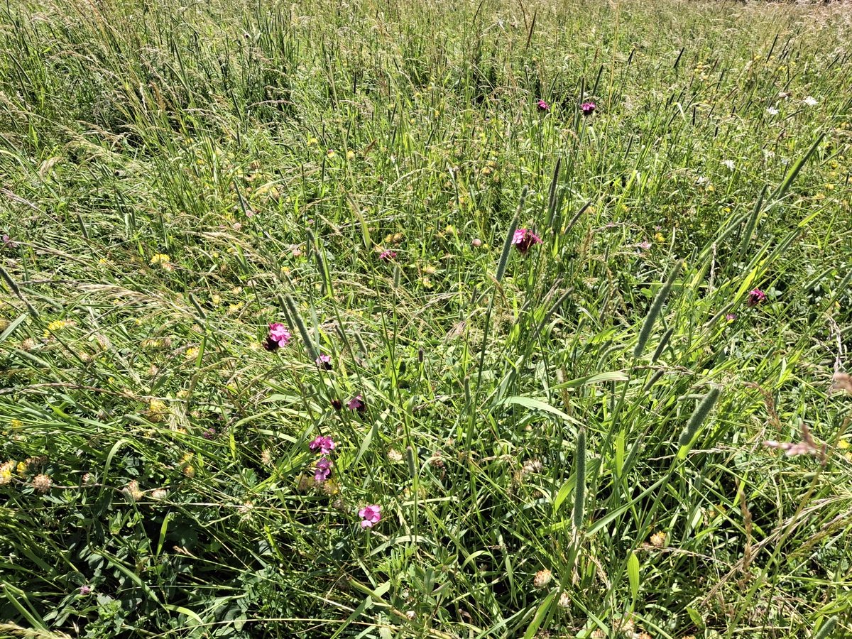 peteraposjme's tweet image. Květnatá louka z kvalitního osiva.