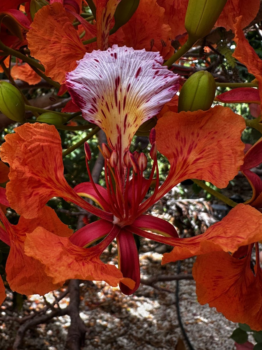 A flamboyance of flambouyant! Happy Sunday all. #GardeningX #Flowers pictured here are two different trees in two different parts of the garden.