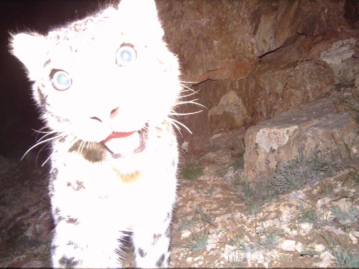 Trail_Cams's tweet photo. https://t.co/jFKad2HQ3K