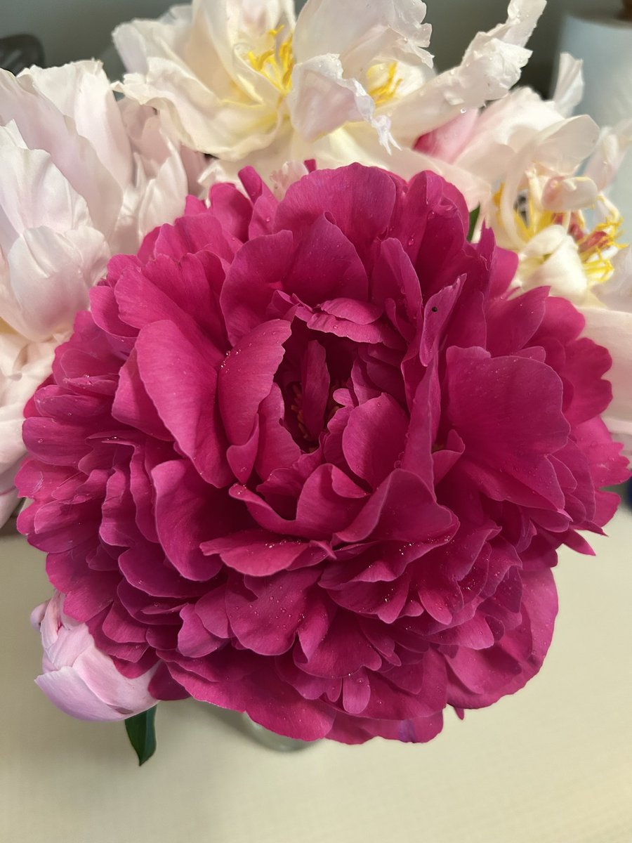 Weekend blooms at the cottage. Nothing says summer like fresh peonies and peaceful moments.