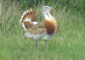 Consano Earth tweet media