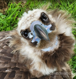 Consano Earth tweet media