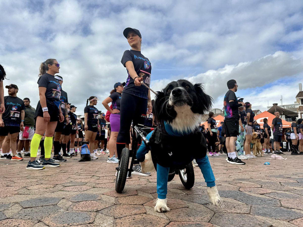 Andrea Padilla Villarraga🐆 (@andreanimalidad) on Twitter photo ¡#CarreraAngelPorLosAnimales! Arranca en #Chiquinquira esta carrera de amor y respeto por los animales y Manchas será mi compañera de carrera ❤️ Gracias <a href="/VivianAnNieto/">Vivian Nieto Flórez</a> <a href="/AsociacionMi/">Asociacion de Protección Animal Mi Mejor Amigo</a> por todo lo que haces y logras. Eres admirable. Contigo, seguiremos corriendo por los animales! ¡#CarreraAngelPorLosAnimales! Arranca en #Chiquinquira esta carrera de amor y respeto por los animales y Manchas será mi compañera de carrera ❤️ Gracias <a href="/VivianAnNieto/">Vivian Nieto Flórez</a> <a href="/AsociacionMi/">Asociacion de Protección Animal Mi Mejor Amigo</a> por todo lo que haces y logras. Eres admirable. Contigo, seguiremos corriendo por los animales!