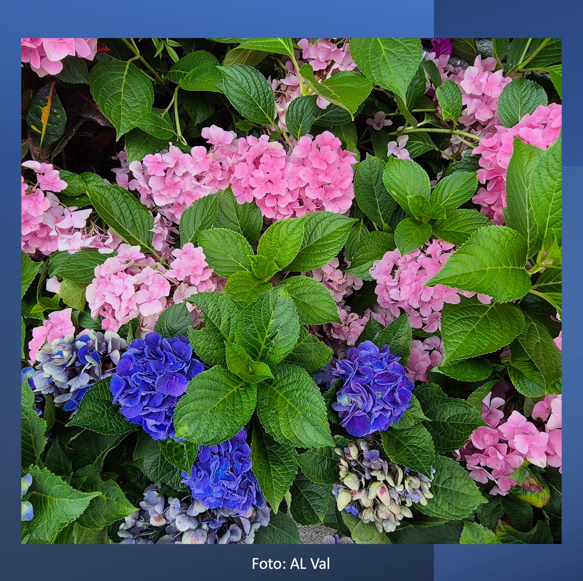 “Um recado da nossa jornada pela Rota da Seda”
Nesta viagem refazendo caminhos da antiga Rota da Seda, encontrei estas cores vivas, rosa suave, azul profundo, verde intenso, que compartilho hoje como mensagem para o nosso domingo. Que a delicadeza destas flores nos inspire a