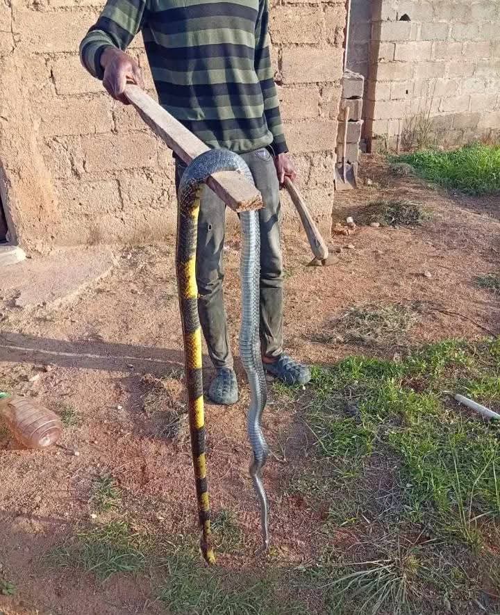 macham makut tweet media