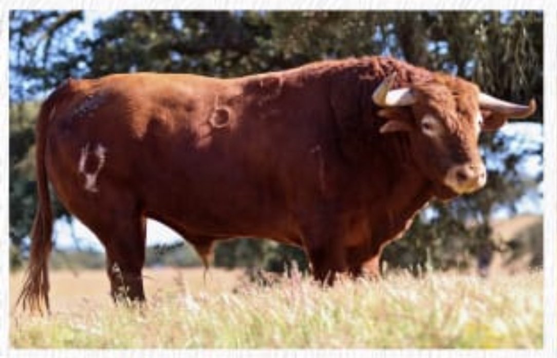 Comenzamos hoy con mi 6ta temporada europea con este hermoso toro en su máximo esplendor… nos vemos hoy en Alcacer Do Sal, feliz de volvernos a encontrar. Abrazo a toda la afición mundial! Al rato nos vemos!