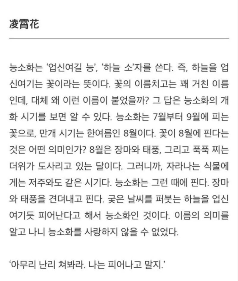 능소화 너무 좋음 💗