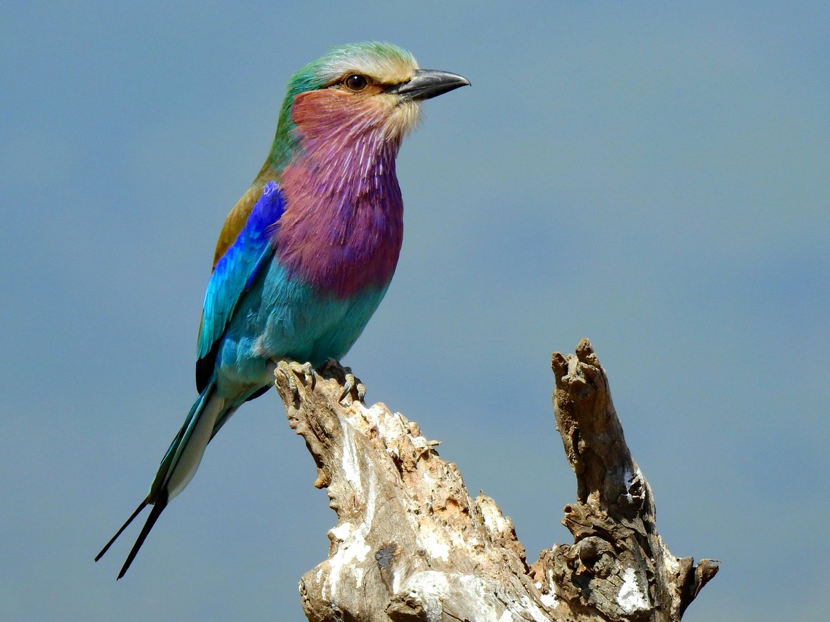 Lilac-breasted Roller  🇰🇪

#photograghy 
#travelphotography 
#NaturePhotography