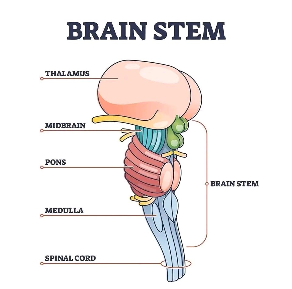 RobertoPicano's tweet photo. Tree of life. 
#brain #medicine https://t.co/jmQzNZyQdS