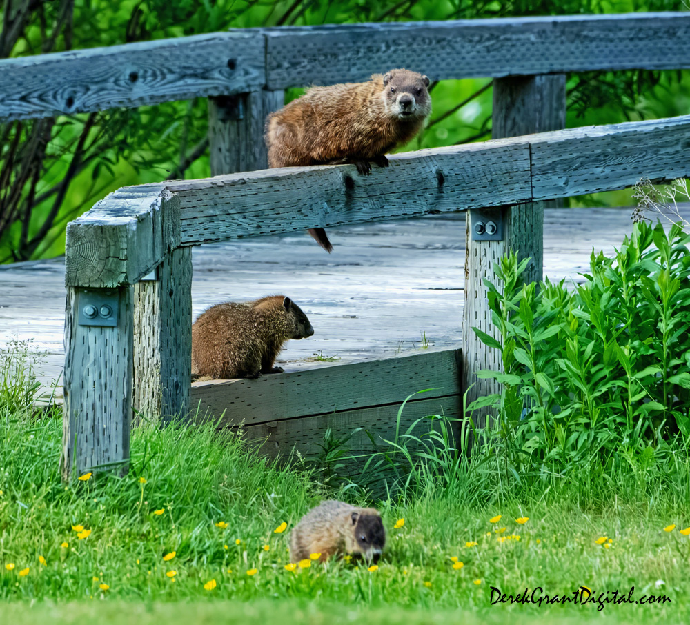 'Stackables' - Groundhogs out enjoying the first day of summer @ Fundy National Park in NB, Canada. #ShareYourWeather #ThePhotoHour #StormHour #WildlifePhotoGraphy <a href="/FundyNP/">Fundy National Park, Parks Canada</a> #wildlifephotography