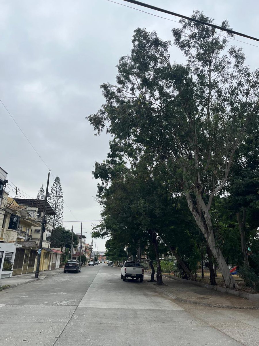 Kary0369's tweet photo. @parquesgye inspeccionen por favor este Parque los Eucaliptos que está en la calle Luis Mendoza Moreira y René Idrovo Rosales.  Arboles esquineros a punto de caer.  #ParquesEP https://t.co/adOE3BtWAo