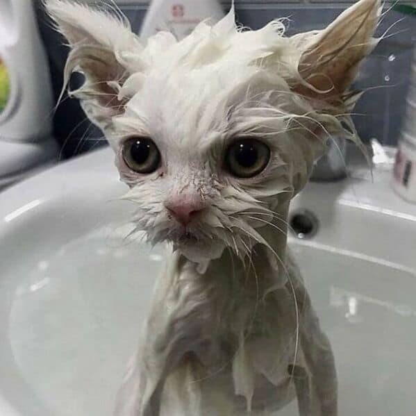FnMeowdas's tweet photo. @NapsterBlooky Meow Mreow Mmrreowww (Me rn (I'm washed ngl)) https://t.co/JqAfChvOJ2