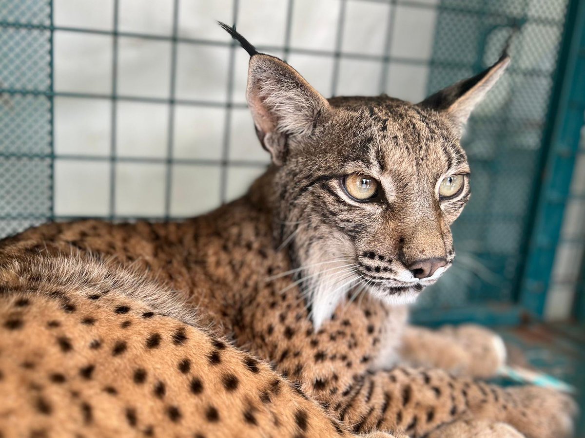 naturalezacyl's tweet photo. Llega un nuevo lince de traslocación al #CRAS de Valladolid cedido por @gobjccm. Se incorporará al proyecto de reintroducción de @jcyl en #ElCerrato palentino. 
Gracias al equipo de @DSostenibleCLM que trabaja en su recuperación en #CastillaLaMancha. 
Pero necesitamos tu ayuda… https://t.co/63NCFgHwVI