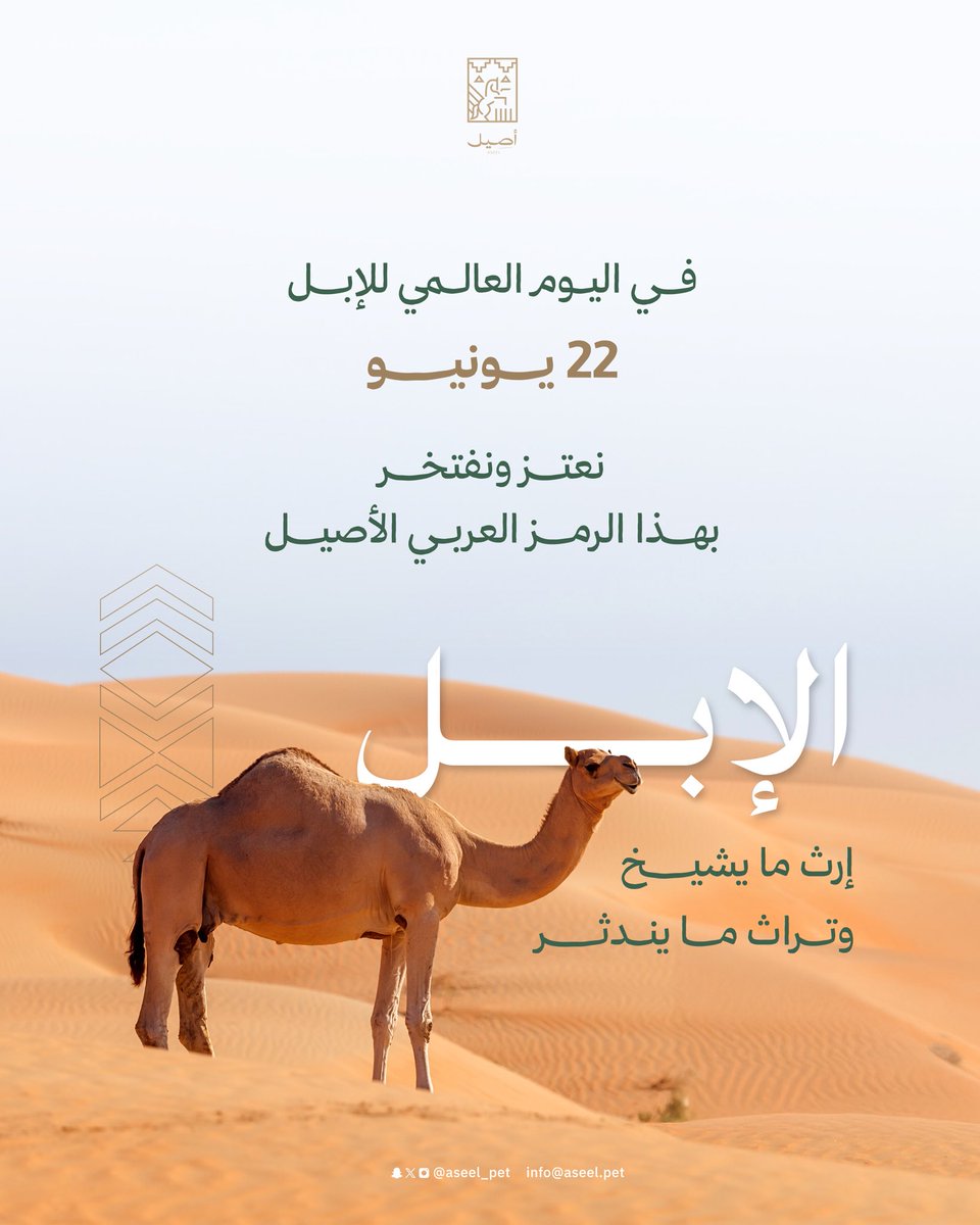 Aseel_pet's tweet photo. ( الإبل إرث ما يشيخ ، وتراث ما يندثر  ) 🐪

في اليوم العالمي للإبل 22 يونيو 
نعتز ونفتخر بهذا الرمز العربي الأصيل ✨🐪

#اليوم_العالمي_للإبل 
#أصيل https://t.co/jhkH5sXGpu