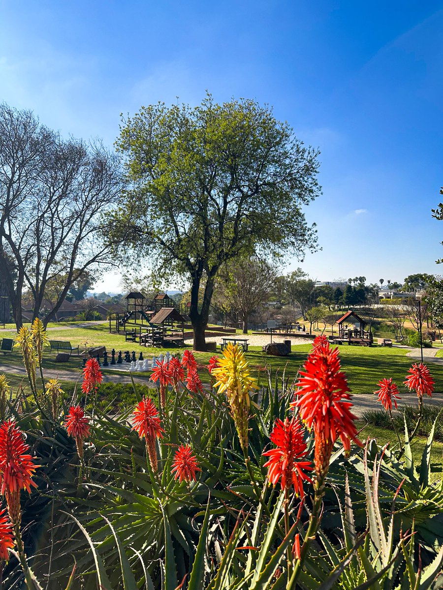 Really the perfect winter’s day in Johannesburg. Best! 😍☀️