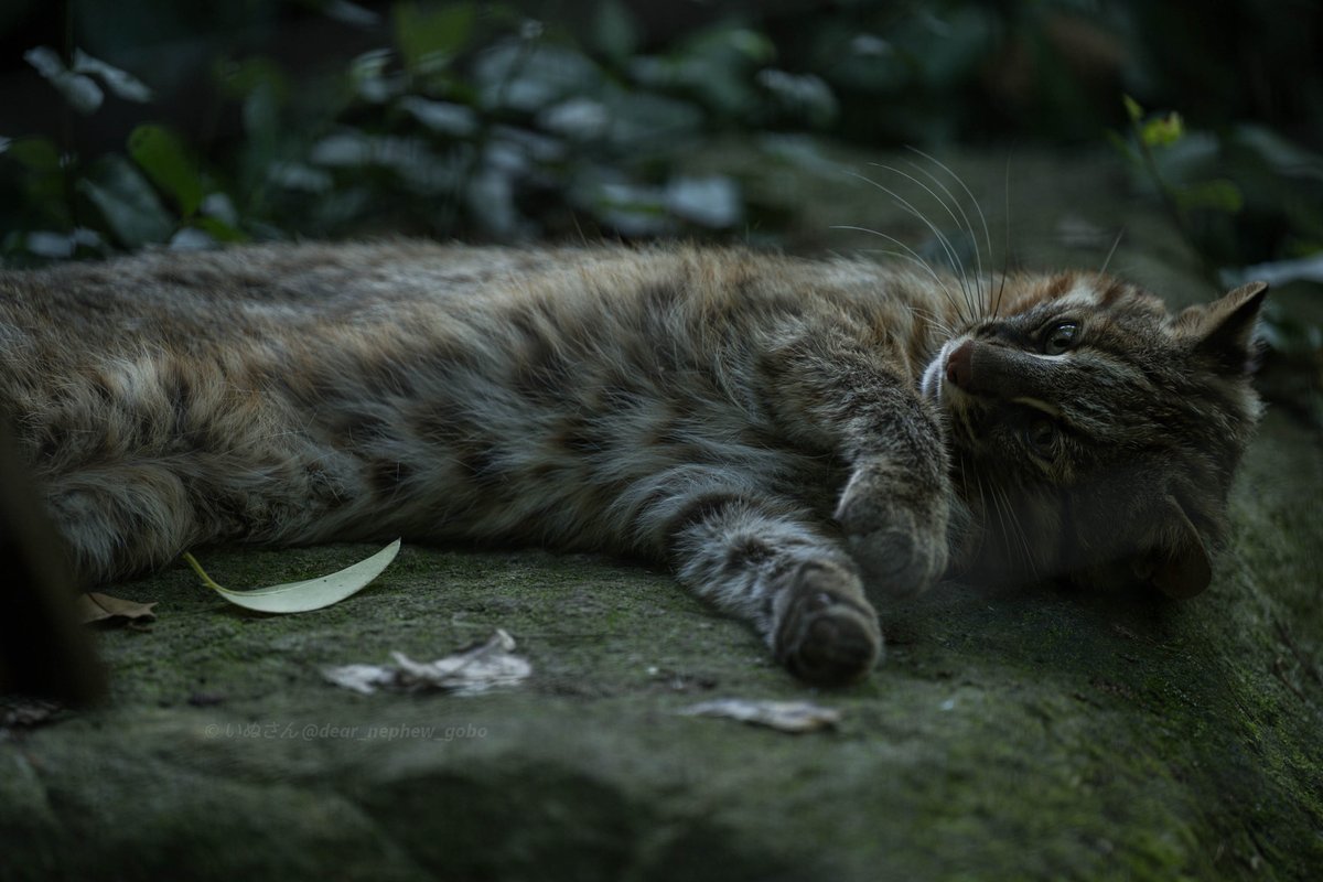 暑い中１日お疲れさまでした(代理)

📷2025.06.22
#ズーラシア #ツシマヤマネコ 
#ZOORASIA #TsushimaLeopardCat 
#こう