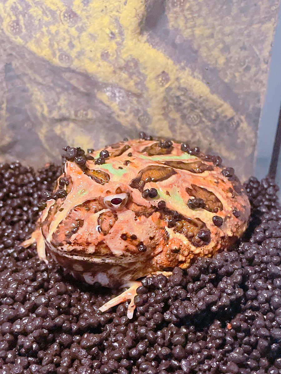 ちょっとソイルいじっただけで飛びついてくるくらい元気！ほとんど土の管理しかしてないのに元気でいてくれて本当にありがたいペットである