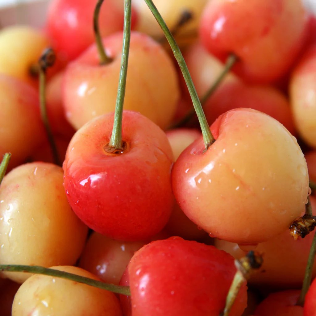 i found white cherries at the farmer market
you think i care about charts right now?