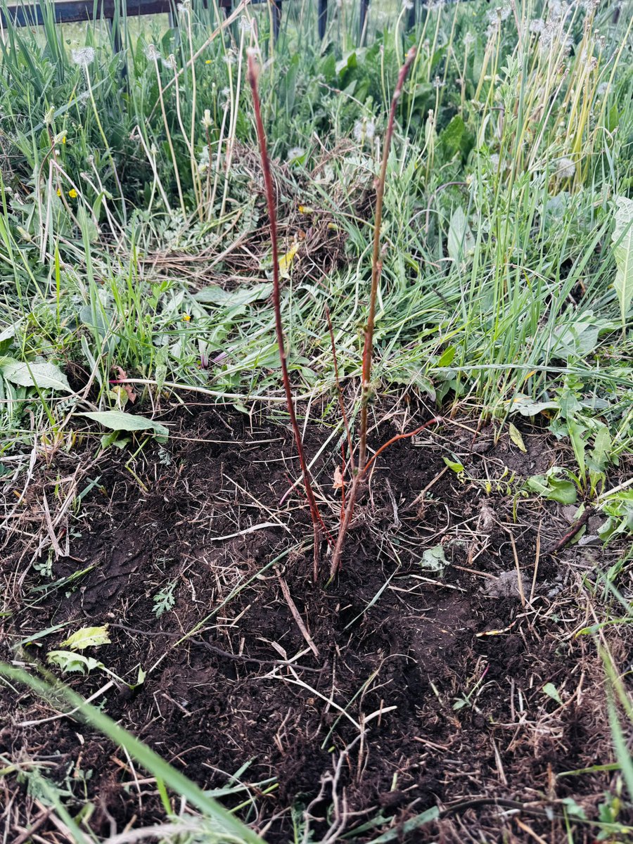 Хүрэн монос юм гэнээ. Ургахаараа гоё цэцэглэдэг.