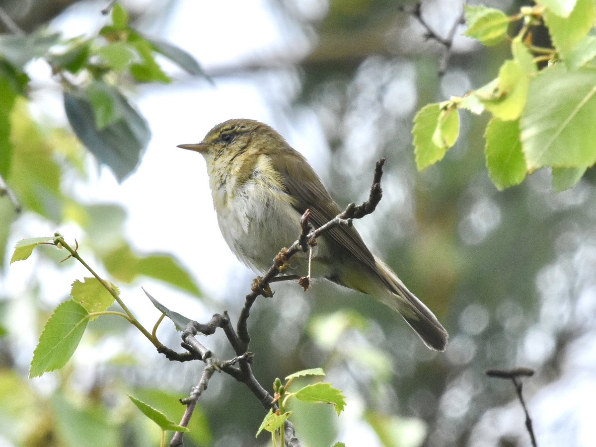 Mark Wilkinson tweet media