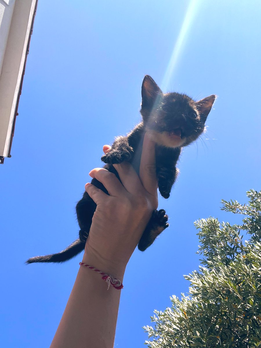 Çanum yarasa diil VAMPİV BEBENK 🦇🦇🦇🦇🍼🍼🍼 sne yarasa diyimçe dha çuk atnav vallak hevbişeyini kıtnav bneden sölemesi.. azçım saygu yff. Vampivim diçeksin bi de çuk zekanu çuk akımnı biv vampiv hemençink öreniyo çümkü GERÇEMK BİV VAMPİV ama hemüs bebenk sne büyümçe gürçen 🦇