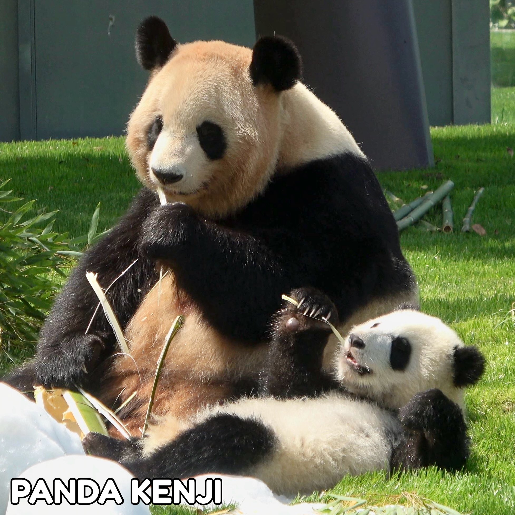 PANDA KENJI (@PANDA_KENJ1) / X