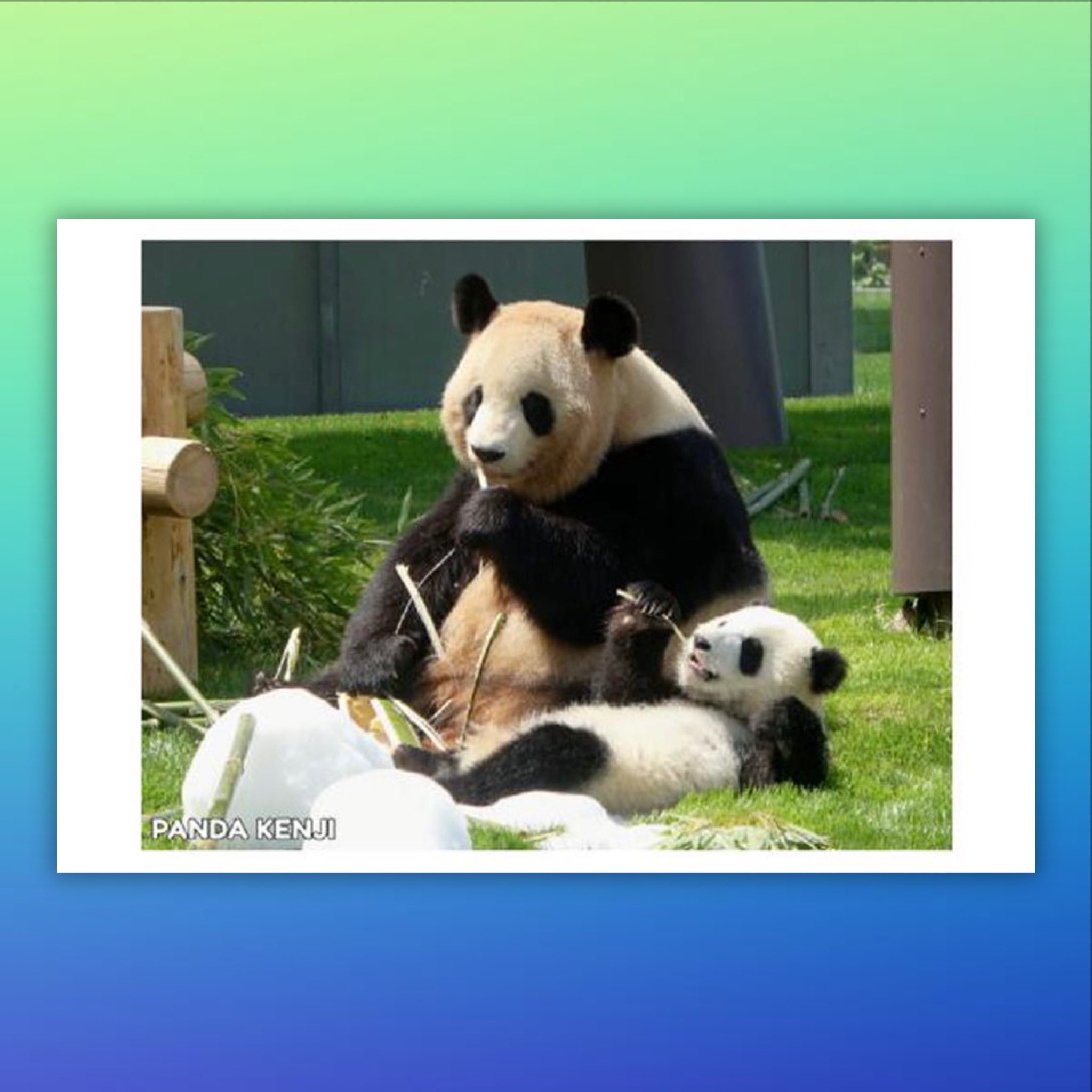PANDA KENJI (@PANDA_KENJ1) / X