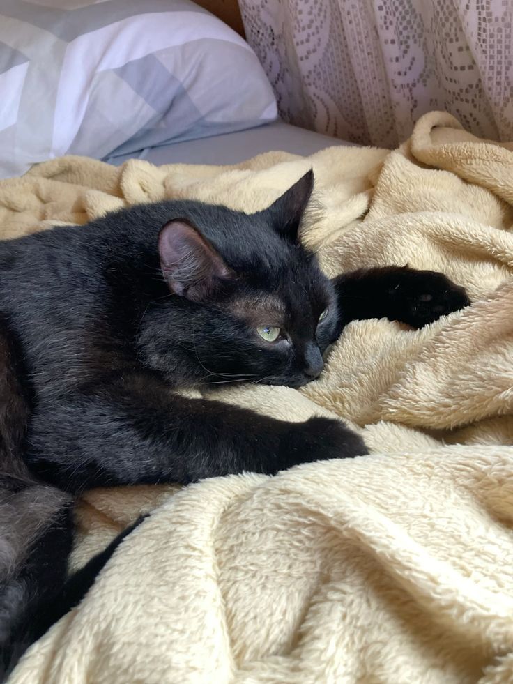 amtrshell's tweet image. primogênita 🤍