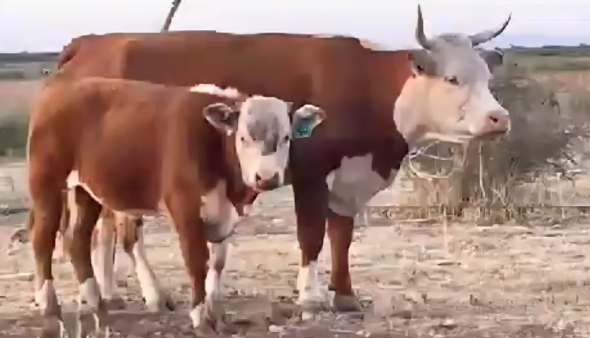 renekmp's tweet image. #LoveMyWork   🐂  🐂  🐂  #Chihuahua