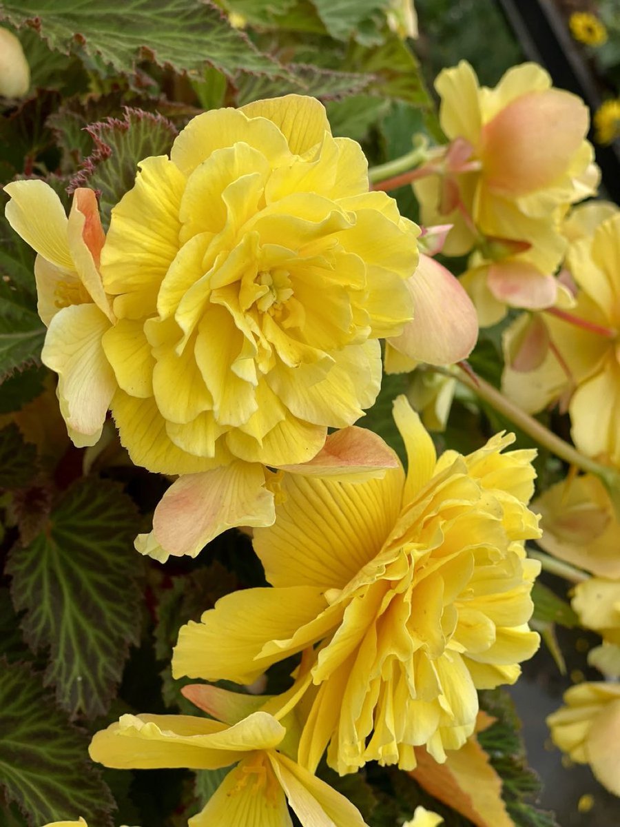 JohnH14458271's tweet photo. Happy SundayYellow #SundayYellow 💛💛🌿💛 💛@ThePhotoHour #TwitterNatureCommunity #TwitterNaturePhotography #flowerphotography https://t.co/ngpjxs3er4