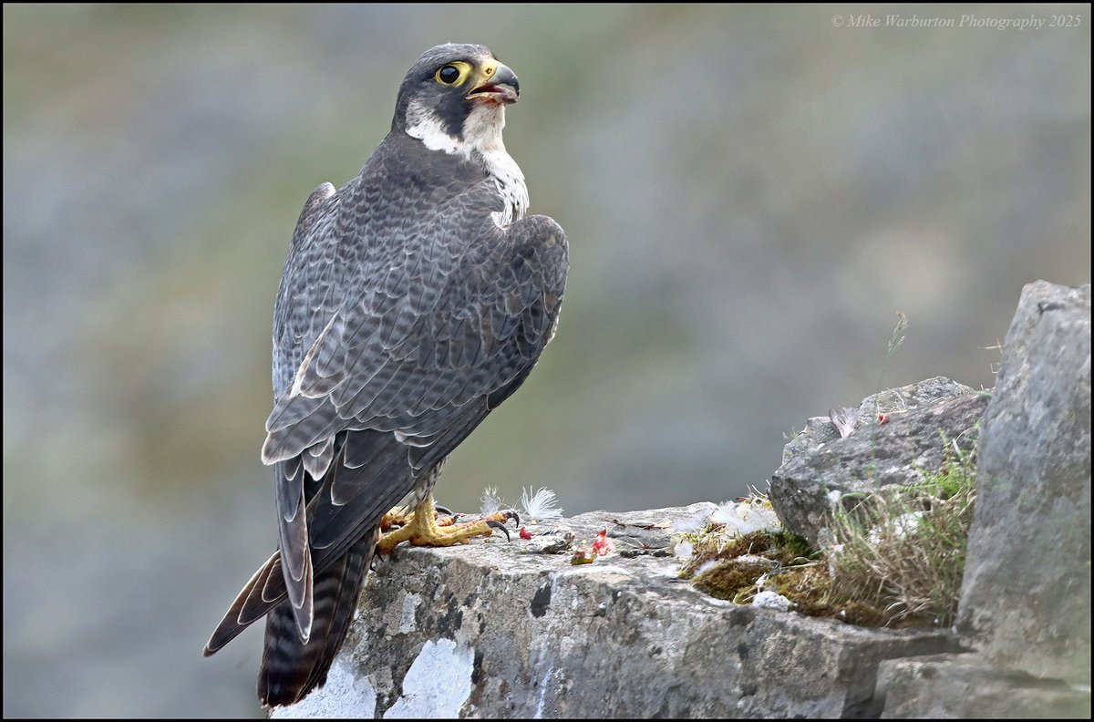 Mike Warburton (@_mikewarburton) on Twitter photo Female #Peregrine in the #BreconBeacons yesterday. #Wales #birds #wildlife #nature #falcon #raptor #mountain #predator <a href="/CanonUKandIE/">Canon UK and Ireland</a> <a href="/Natures_Voice/">RSPB</a> <a href="/BannauB/">Bannau Brycheiniog (Brecon Beacons) National Park</a> <a href="/_BTO/">BTO</a> <a href="/BBCSpringwatch/">BBC Springwatch</a> <a href="/WildlifeMag/">BBC Wildlife</a> <a href="/NatGeoPhotos/">Nat Geo Photography</a> <a href="/Hawkandowluk/">Hawk and Owl Trust</a> <a href="/RSPBCymru/">RSPB Cymru</a> #BannauBrycheiniog Female #Peregrine in the #BreconBeacons yesterday. #Wales #birds #wildlife #nature #falcon #raptor #mountain #predator <a href="/CanonUKandIE/">Canon UK and Ireland</a> <a href="/Natures_Voice/">RSPB</a> <a href="/BannauB/">Bannau Brycheiniog (Brecon Beacons) National Park</a> <a href="/_BTO/">BTO</a> <a href="/BBCSpringwatch/">BBC Springwatch</a> <a href="/WildlifeMag/">BBC Wildlife</a> <a href="/NatGeoPhotos/">Nat Geo Photography</a> <a href="/Hawkandowluk/">Hawk and Owl Trust</a> <a href="/RSPBCymru/">RSPB Cymru</a> #BannauBrycheiniog