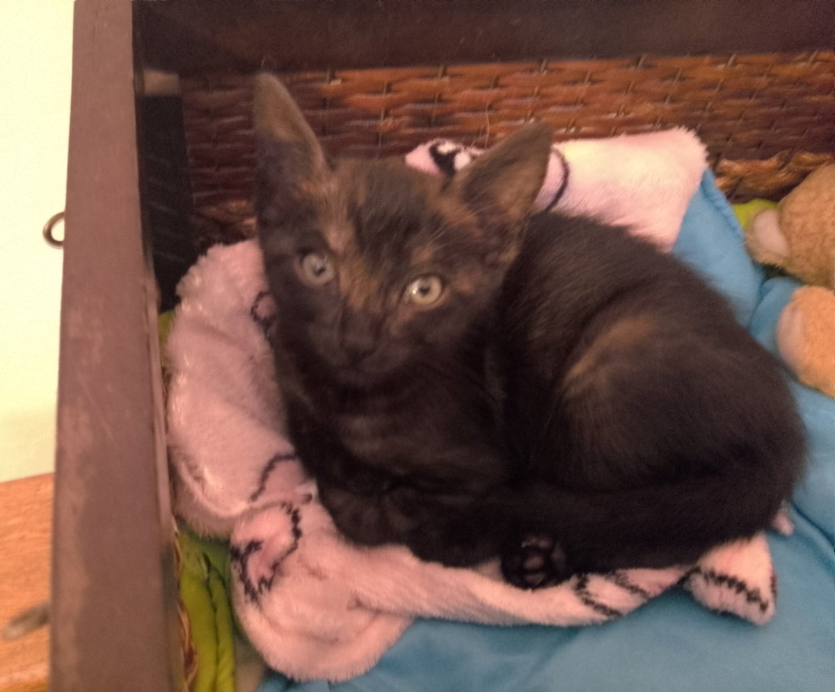 🐾✨Día de descanso para Gathina. Hoy no laboró en Gathanas Tienda. 
Yo me preguntó ¿cómo este ser tan pequeñito es tan traviesa y tan inteligente? ✨🐾