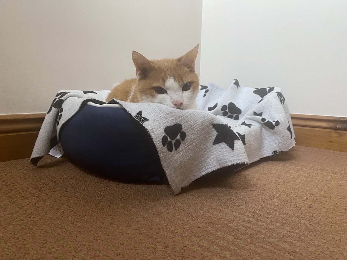 alwaysheyjude's tweet photo. @TheStourbridge This is Bobby, a neighbour’s cat that found me. He had 2 households that loved him. 💔 https://t.co/Hik1ZfUa7U