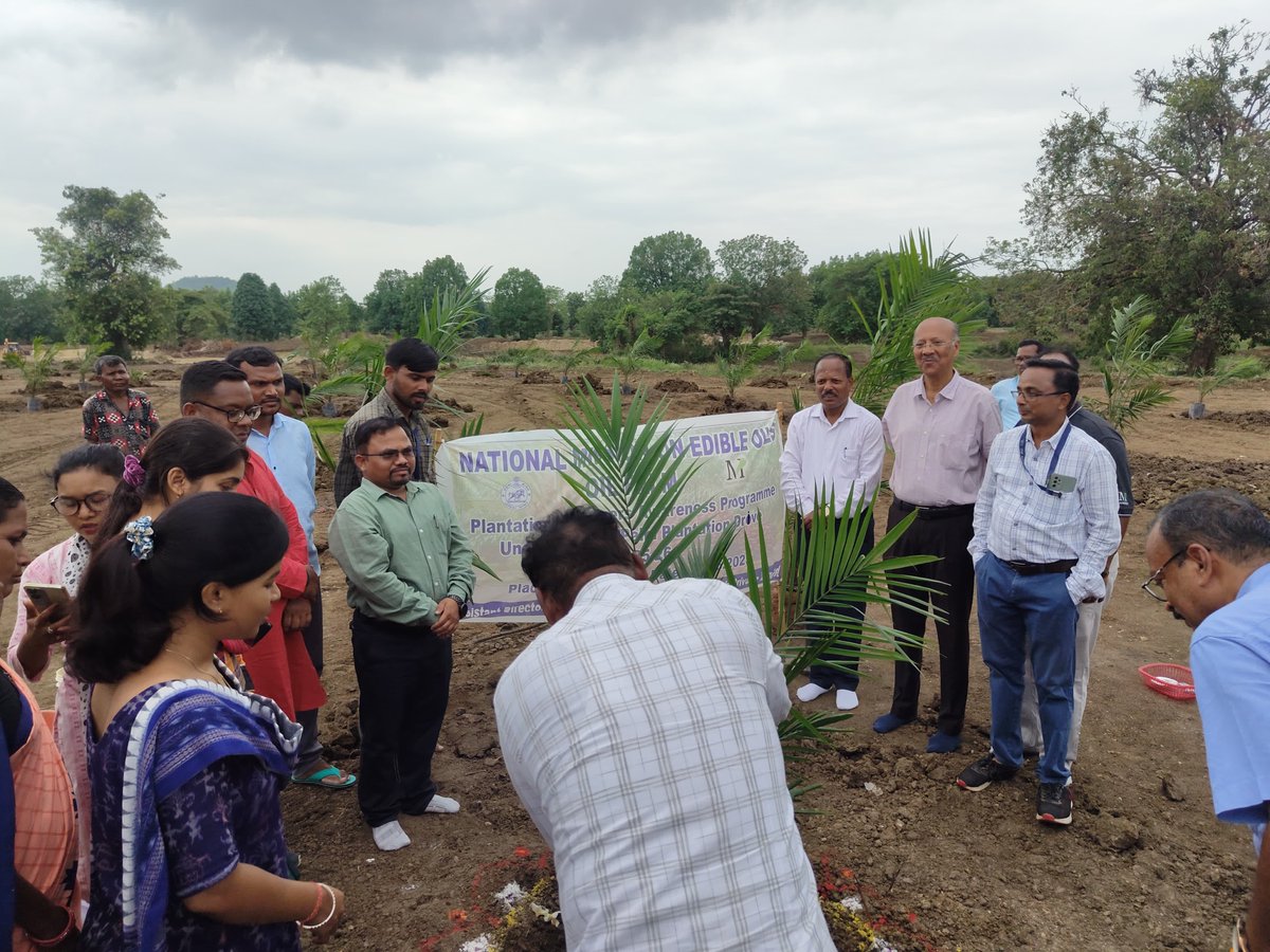 @patrajyotiraj🌳 (@patrajyotiraj) on Twitter photo #Nuapada district administration, in collaboration with MK Agro Tech, inagurated a new #palmoil plantation under the #NMEO_OP scheme of <a href="/AgriGoI/">Agriculture INDIA</a> <a href="/DM_Nuapada/">Collector & DM, Nuapada</a> <a href="/arvindpadhee/">Arabinda K Padhee</a> #oilseeds #ViksitOdisha #Nuapada district administration, in collaboration with MK Agro Tech, inagurated a new #palmoil plantation under the #NMEO_OP scheme of <a href="/AgriGoI/">Agriculture INDIA</a> <a href="/DM_Nuapada/">Collector & DM, Nuapada</a> <a href="/arvindpadhee/">Arabinda K Padhee</a> #oilseeds #ViksitOdisha