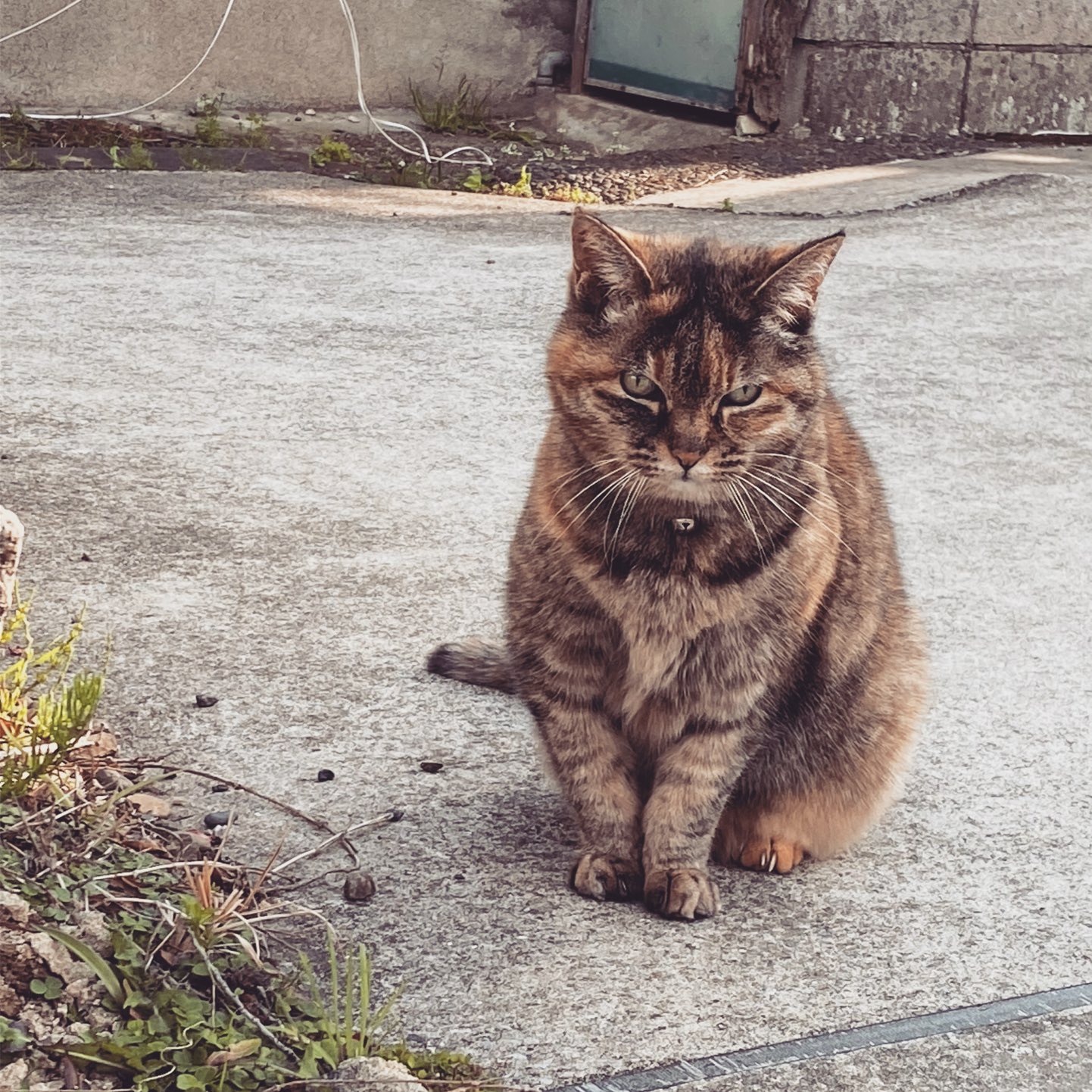 ねこ先輩 on X: 