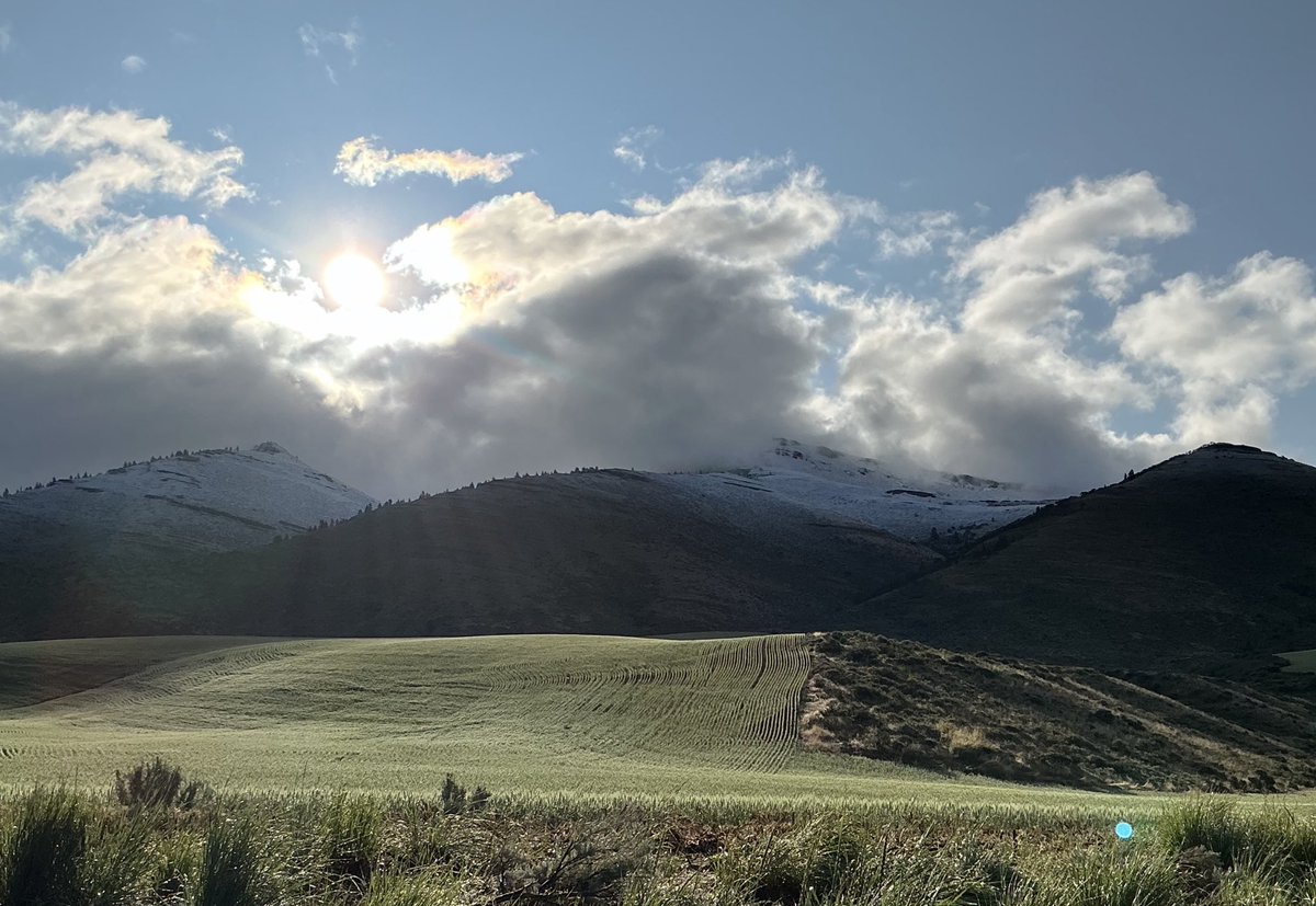 dustfrmer's tweet image. Snow just barely above the spring wheat this morning. Not a lot of water, but grateful for the .1 - .2” we got. Fingers crossed we can keep the temps out of the 20’s tonight.