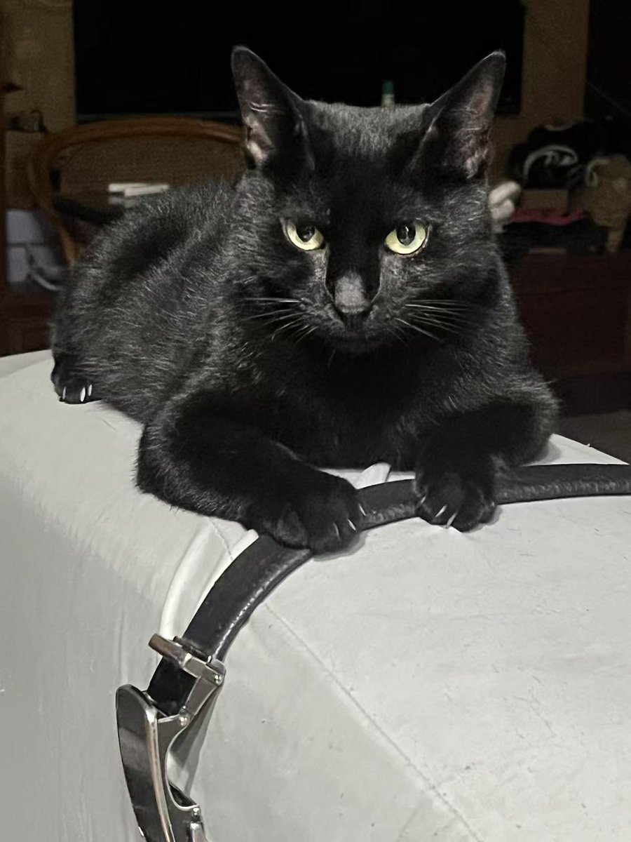 库洛你怎么又丑又帅的