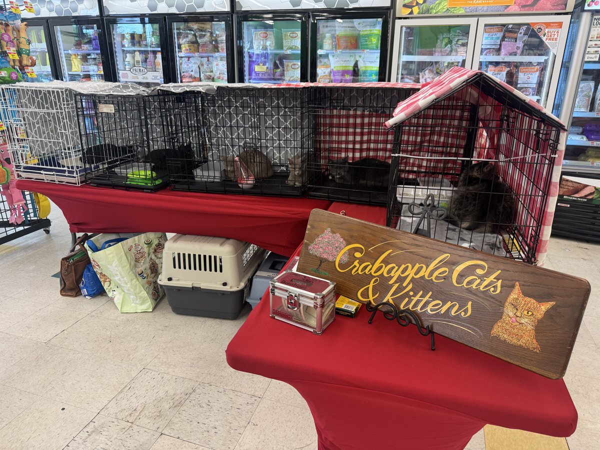psp9024's tweet photo. Crabapple Cats and Kittens are HERE adopting out some beautiful cats and kittens! 🐈‍⬛ Sunday 10-1! Crabapple Cats &amp; Kittens #rescue #cats #kittens #adoption https://t.co/MQA3h2iVi5
